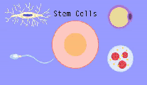 干细胞疗法：化腐朽为神奇，带给临床医学革命性变化