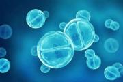 干细胞技术是当今医学研究热点，盘点10个值得关注的研究项
