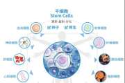 干细胞是珍贵的生物资源，中国已进入全球干细胞治疗领域